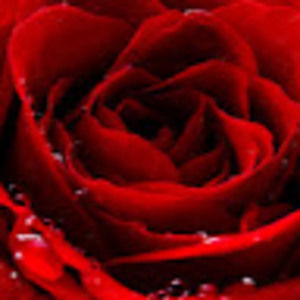 Meet your Posher, Breanna